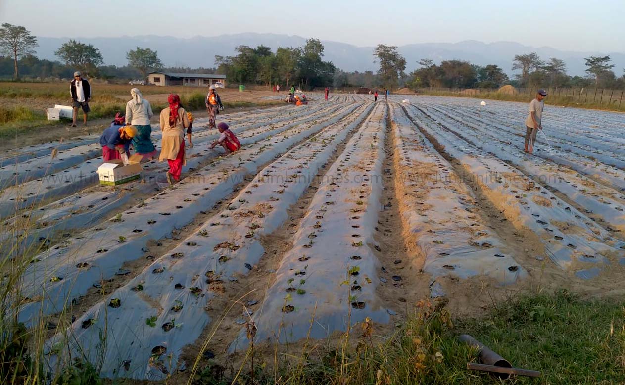 देवदहमा ठूलो लगानीमा व्यवसायिक कृषिको थालनी, स्टेवरीका ३३ हजार बिरुवा लगाइयो